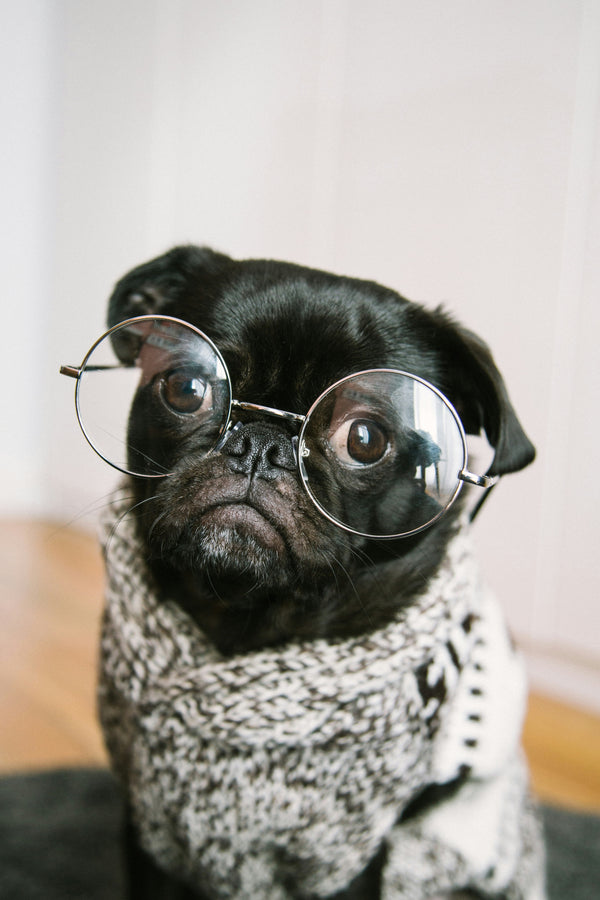 a dog wearing glasses